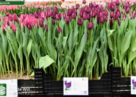 Tulipa Gorilla ® (1)